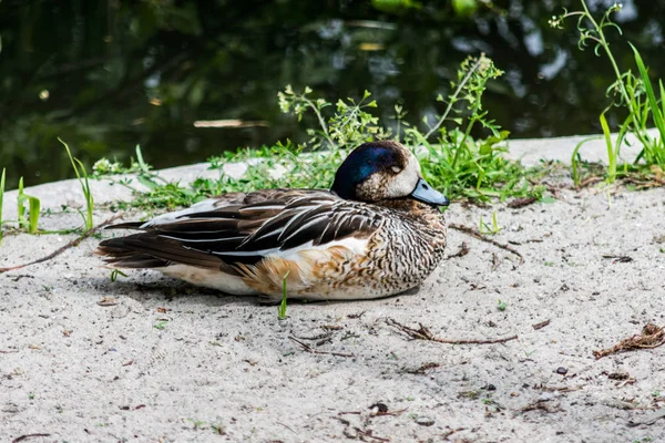 A cute duck sleeing on the waters edge, with a blue head