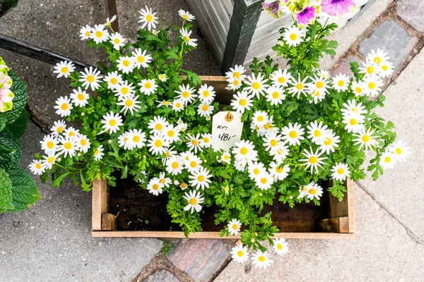 A planter box full of daisies for sale, on a bright day