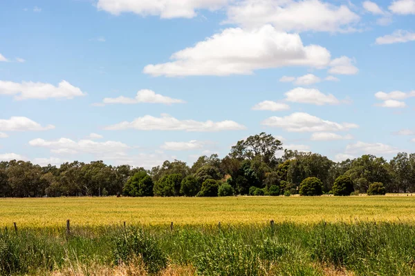 Australin lasnscpae, vidék, zöld fű és a kék ég szellemes — Stock Fotó
