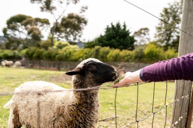 Koyunu elle besleyen biri.
