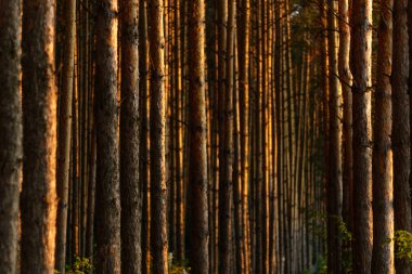 Ağaçların arasından son güneşi olan çam ormanı. Sağlık için temiz hava