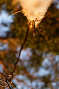 Ağaçların arasından son güneşi olan çam ormanı. Sağlık için temiz hava