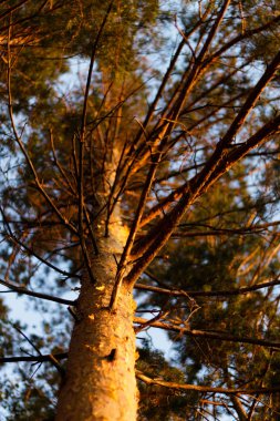 Ağaçların arasından son güneşi olan çam ormanı. Sağlık için temiz hava