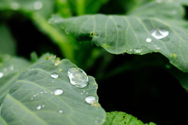 Yeşil lahana yaprağı açık havada yağmur damlaları ile yakın görünümünde