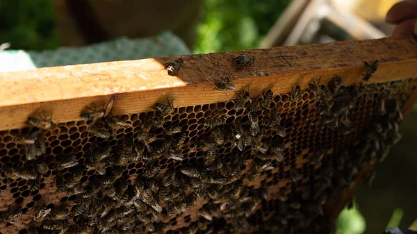 Un apicultor inspecciona el marco del colmenar. Colmenas con abejas — Foto de Stock