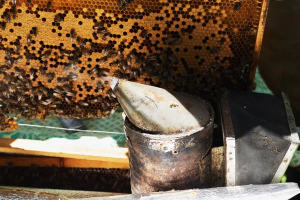 Un apicultor inspecciona el marco del colmenar. Colmenas con abejas — Foto de Stock