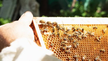 Bir arıcı, apier 'deki çerçeveyi inceler. Arılar ile arı kovanı