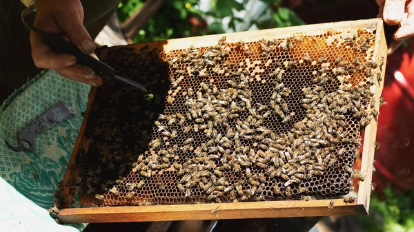 Bir arıcı, apier 'deki çerçeveyi inceler. Arılar ile arı kovanı — Stok fotoğraf