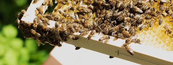 Un apicultor inspecciona el marco del colmenar. Colmenas con abejas — Foto de Stock