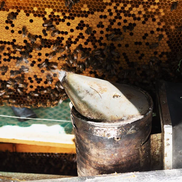 Un apicultor inspecciona el marco del colmenar. Colmenas con abejas — Foto de Stock