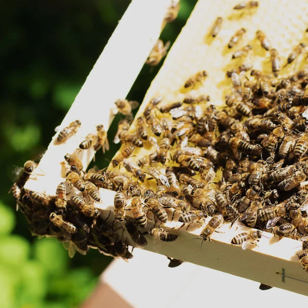 Un apicultor inspecciona el marco del colmenar. Colmenas con abejas — Foto de Stock