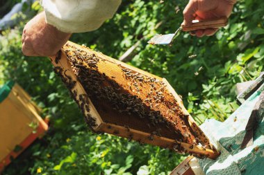 Bir arıcı, apier 'deki çerçeveyi inceler. Arılar ile arı kovanı