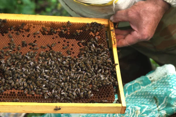 Un apicultor inspecciona el marco del colmenar. Colmenas con abejas — Foto de Stock