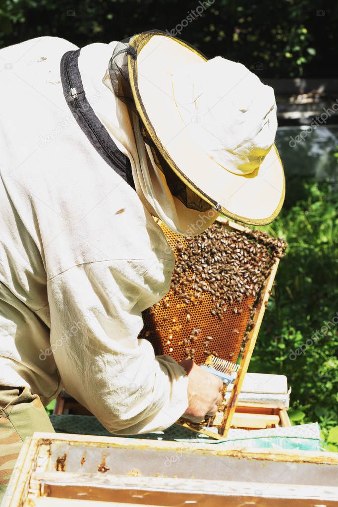 A beekeeper inspects the frame at the apiary. Beehives with bees