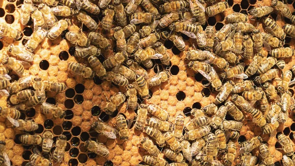 Un apicultor inspecciona el marco del colmenar. Colmenas con abejas — Foto de Stock