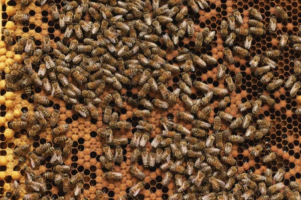 Un apicultor inspecciona el marco del colmenar. Colmenas con abejas — Foto de Stock