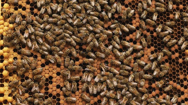 Un apicultor inspecciona el marco del colmenar. Colmenas con abejas — Foto de Stock