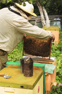 Bir arıcı, apier 'deki çerçeveyi inceler. Arılar ile arı kovanı