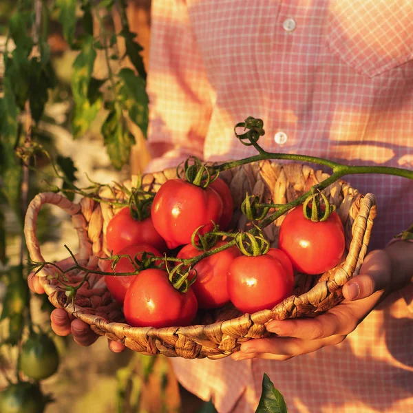 Giardinaggio e agricoltura concetto. Prodotti in serra. Produzione di prodotti vegetali. Crescere pomodori in una serra. — Foto Stock
