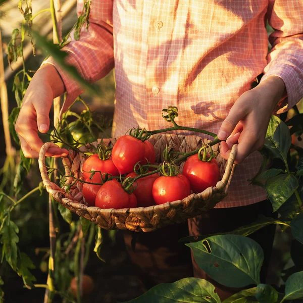 Giardinaggio e agricoltura concetto. Prodotti in serra. Produzione di prodotti vegetali. Crescere pomodori in una serra. — Foto Stock