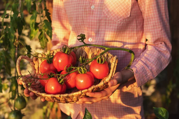 Giardinaggio e agricoltura concetto. Prodotti in serra. Produzione di prodotti vegetali. Crescere pomodori in una serra. — Foto Stock