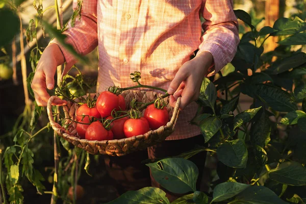 Giardinaggio e agricoltura concetto. Prodotti in serra. Produzione di prodotti vegetali. Crescere pomodori in una serra. — Foto Stock