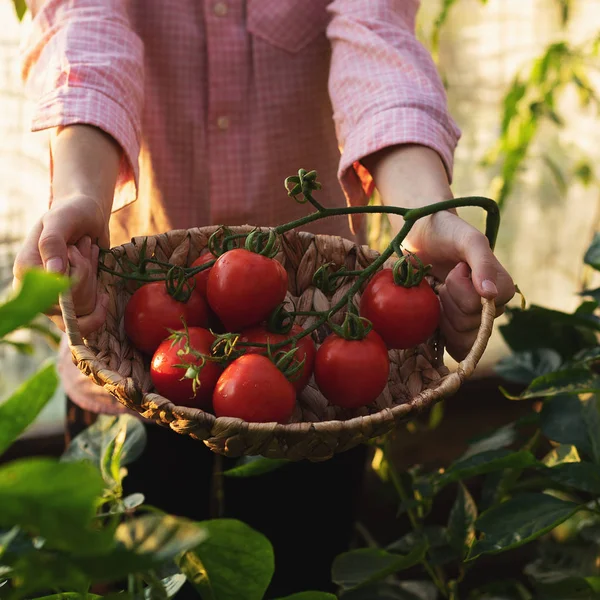 Concepto de jardinería y agricultura. Productos de invernadero. Producción de productos vegetales. Cultivar tomates en un invernadero. — Foto de Stock