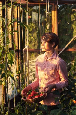 Bahçıvanlık ve tarım kavramı. Sera ürünleri. Bitki ürünleri üretimi. Serada domates yetiştirmek..