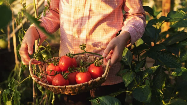 Giardinaggio e agricoltura concetto. Prodotti in serra. Produzione di prodotti vegetali. Crescere pomodori in una serra. — Foto Stock