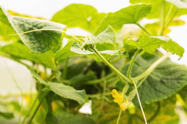 Salatalık yetiştirmek ve hasat etmek. Organik üretim. Ekolojik ürünler.