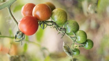Sarmaşıklı domates. Açık alanda bir dalda domates olgunlaştırmak. Organik tarım.