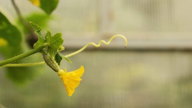 Salatalık yetiştirmek ve hasat etmek. Organik üretim. Ekolojik ürünler.