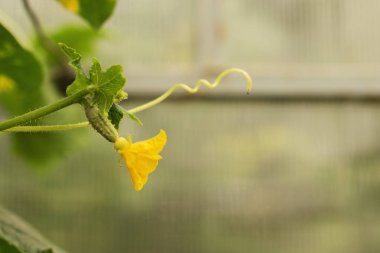 Salatalık yetiştirmek ve hasat etmek. Organik üretim. Ekolojik ürünler.