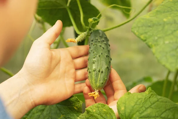 Gurkenanbau und Ernte. Biologische Produktion. ökologische Produkte. — Stockfoto