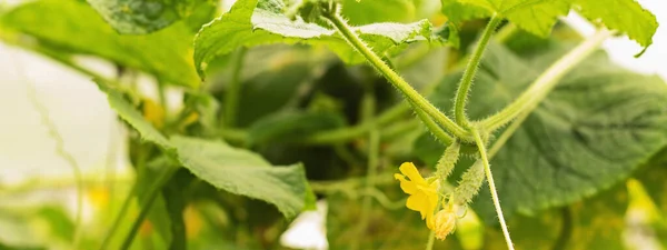 Cultivo de pepinos y cosecha. Producción ecológica. Productos ecológicos . —  Fotos de Stock