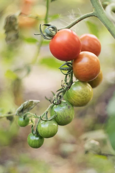 Pomodori su vite. Pomodori maturi su un ramo nel campo aperto. Agricoltura biologica . — Foto Stock