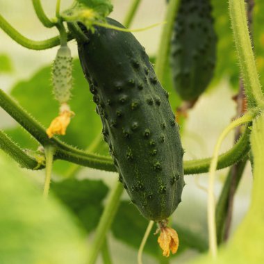 Salatalık yetiştirmek ve hasat etmek. Organik üretim. Ekolojik ürünler.
