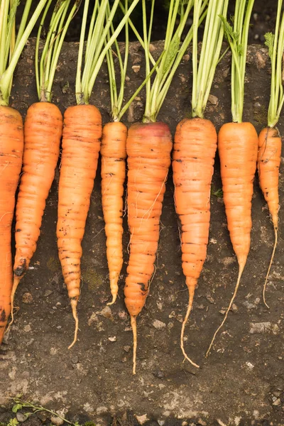 Cosechar zanahorias con la tierra yace en la cama. Cultivo de raíces, producción verde — Foto de Stock