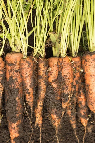 Cosechar zanahorias con la tierra yace en la cama. Cultivo de raíces, producción verde — Foto de Stock