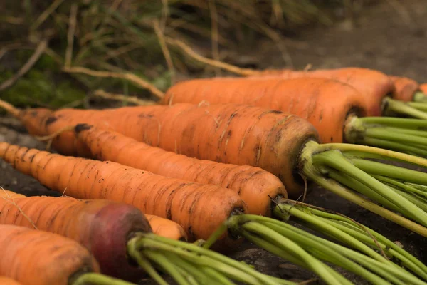 Cosechar zanahorias con la tierra yace en la cama. Cultivo de raíces, producción verde — Foto de Stock