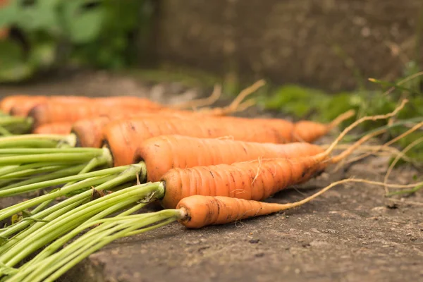 Cosechar zanahorias con la tierra yace en la cama. Cultivo de raíces, producción verde — Foto de Stock