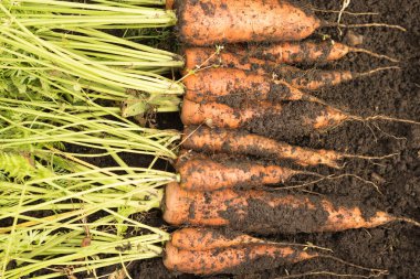 Toprakla birlikte havuç hasat etmek yatağın üzerinde yatar. Kök ekimi, yeşil üretim