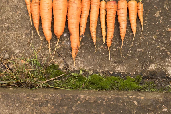 Cosechar zanahorias con la tierra yace en la cama. Cultivo de raíces, producción verde — Foto de Stock