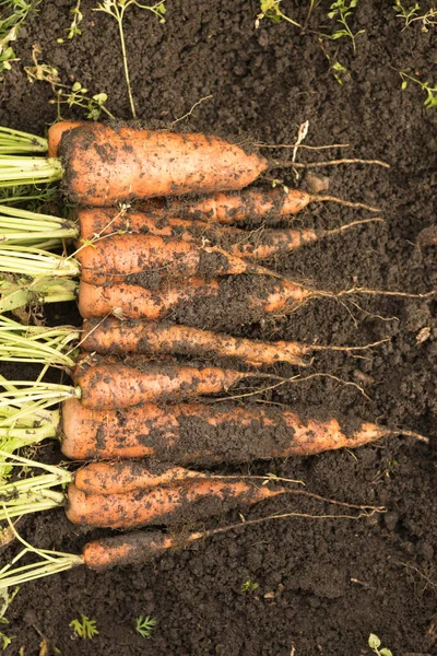 Cosechar zanahorias con la tierra yace en la cama. Cultivo de raíces, producción verde — Foto de Stock