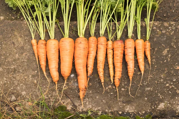 Cosechar zanahorias con la tierra yace en la cama. Cultivo de raíces, producción verde — Foto de Stock