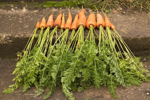 Cosechar zanahorias con la tierra yace en la cama. Cultivo de raíces, producción verde — Foto de Stock