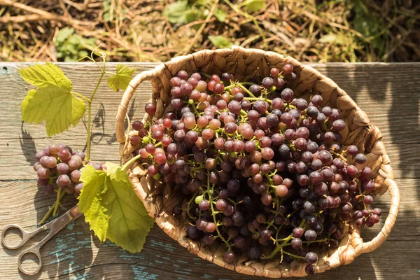 Bunch of grapes and vine leaf in basket on wooden table against green background — ストック写真