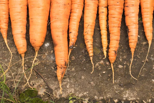 Cosechar zanahorias con la tierra yace en la cama. Cultivo de raíces, producción verde — Foto de Stock