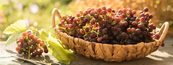 Bunch of grapes and vine leaf in basket on wooden table against green background — ストック写真