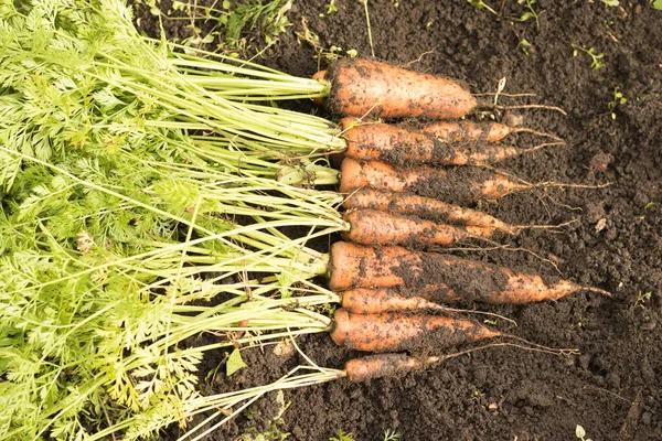 Cosechar zanahorias con la tierra yace en la cama. Cultivo de raíces, producción verde — Foto de Stock